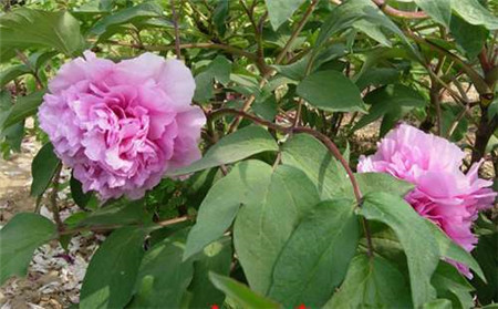 鲁菏红地栽 鲁菏红地栽