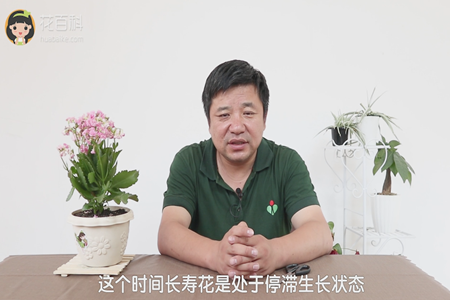长寿花 长寿花