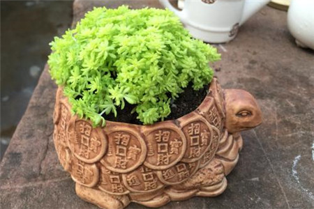 黄金万年草 黄金万年草
