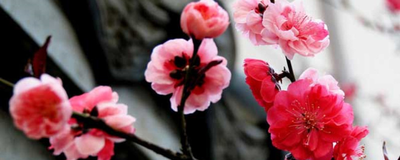 梅花怎么养 梅花怎么养