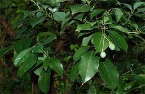 牛油果种植蒂腐病的防治