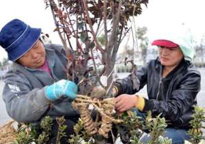 穿冬装 +住暖房！苗木防寒防护威海频出妙招