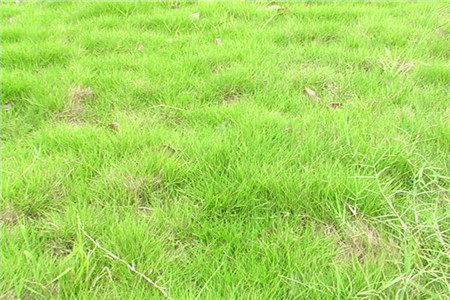 结缕草 结缕草