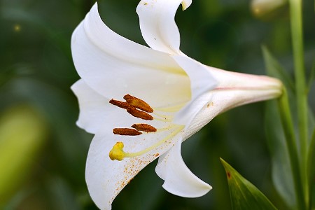 百合 百合