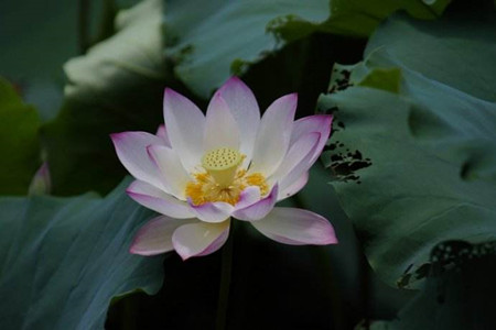 莲花 莲花