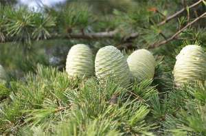 盐碱地雪松移植技术要点