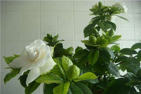 栀子花 栀子花