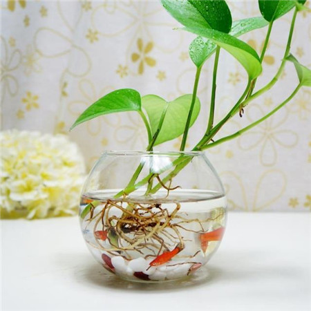 水培植物养鱼要考虑什么 水培植物养鱼要考虑什么