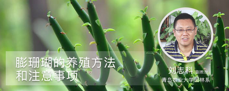 膨珊瑚的养殖方法和注意事项 膨珊瑚的养殖方法和注意事项