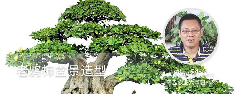 老鸦柿盆景的栽培与造型技术 老鸦柿盆景的栽培与造型技术