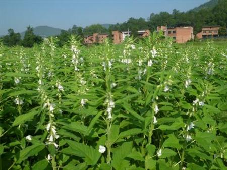 夏芝麻如何促控栽培?