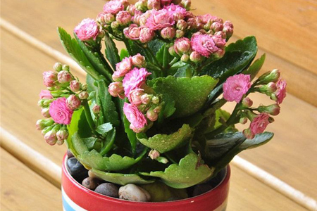 长寿花 长寿花