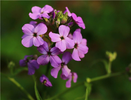 蓝香芥 蓝香芥