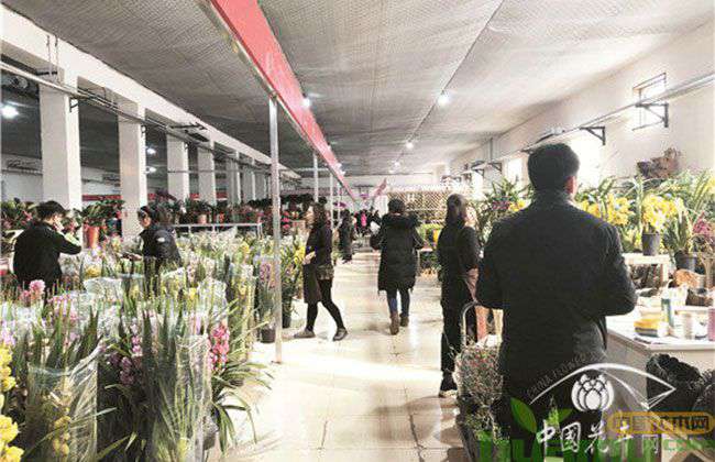 北京黄土岗众兴园林花木中心.jpg