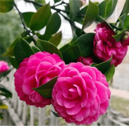 花卉 花卉