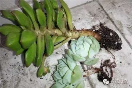 如何判断黑腐病 如何判断黑腐病