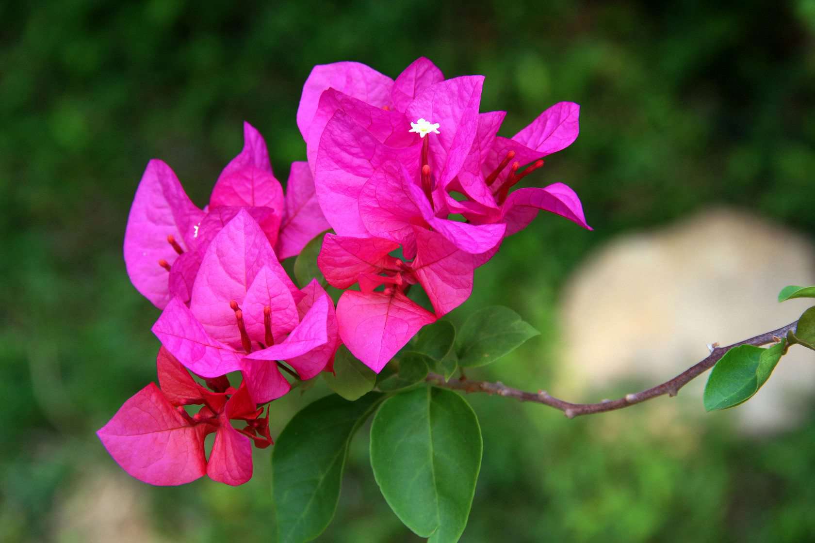 三角梅花期 三角梅花期