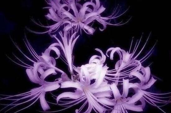 紫色的花有哪些及花名,美女樱紫色壮观暖心花期最长