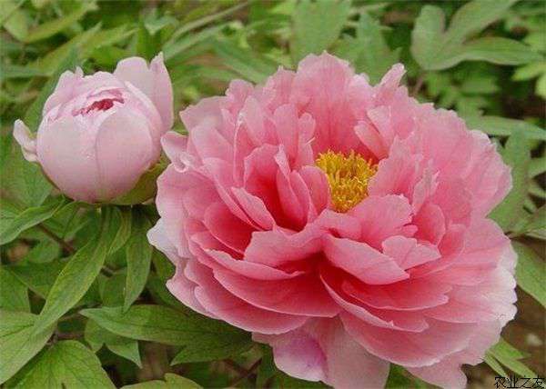 催花牡丹室内管理