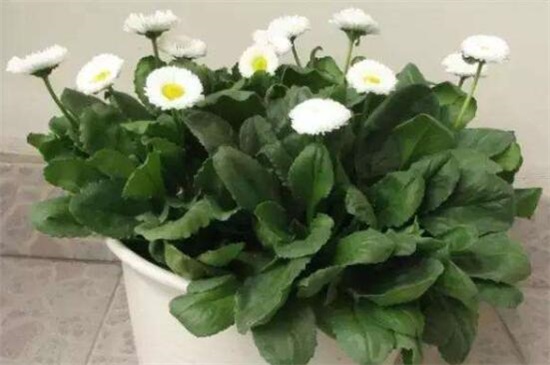什么盆栽适合送给暗恋的人,10种最适合暗恋者告白的植物