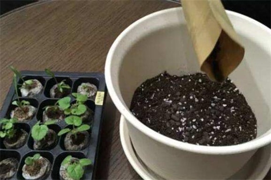 珍珠岩养花注意事项,混搭其它土壤量不宜多