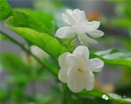 茉莉功效 茉莉功效