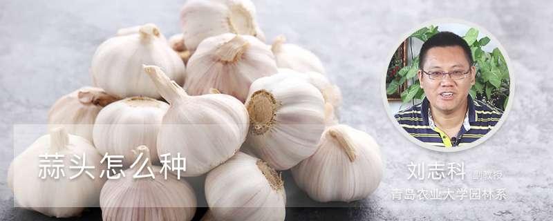 蒜头怎么种 蒜头怎么种