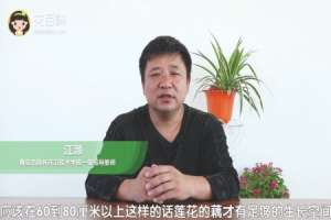 莲花的养殖方法和注意事项