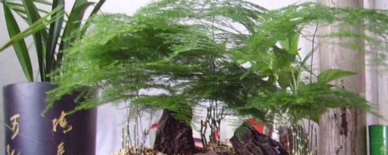 剪下的文竹可以水培吗,怎样插活? 剪下的文竹可以水培吗,怎样插活?