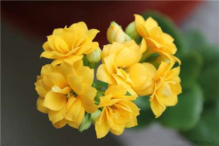长寿花 长寿花