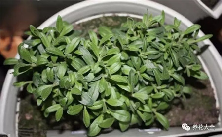 摘心之后的植株 摘心之后的植株