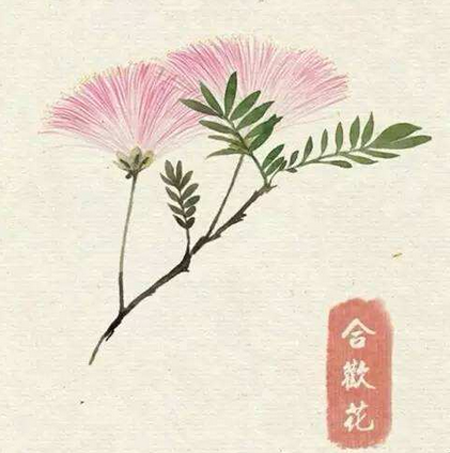 1530007395115497.png 关于合欢花的传说故事