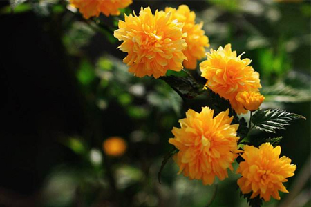 棣棠花 棣棠花