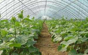 温室大棚黄瓜精量化施肥浇水技术