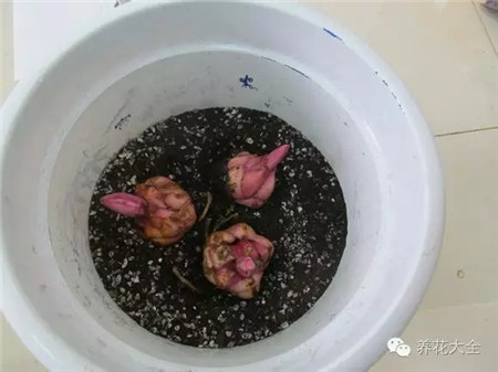种球放入花盆 种球放入花盆