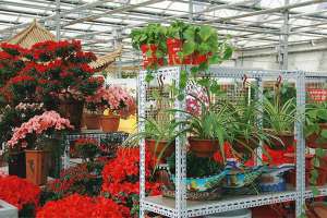 苏州：立春时节花卉销售旺