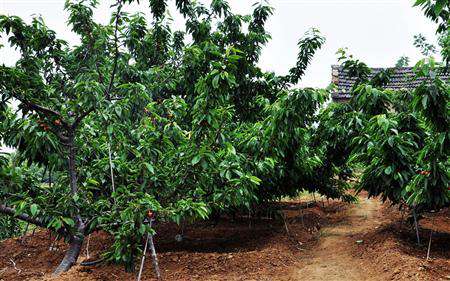 樱桃种植技术:樱桃园怎么管理及施肥方法?