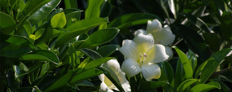 非洲茉莉冬季怎么养 非洲茉莉冬季怎么养