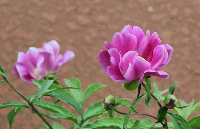 为什么家里不能种芍药？