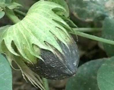 棉花烂铃(桃)怎么防治?