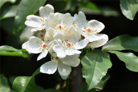 荼蘼花 荼蘼花
