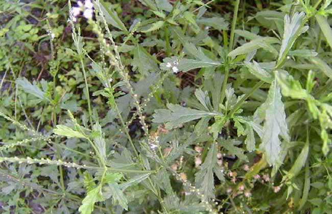 马鞭草的种植技术