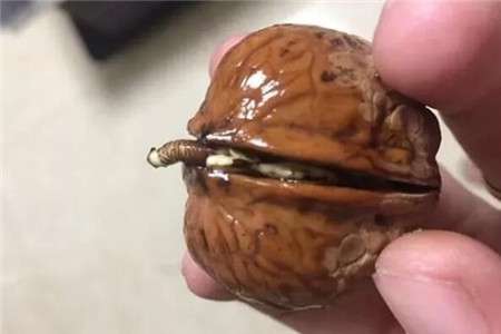 核桃 核桃