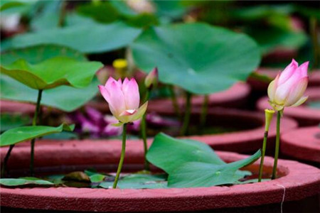水缸养荷花 水缸养荷花