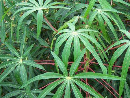 种木薯怎么管理好?