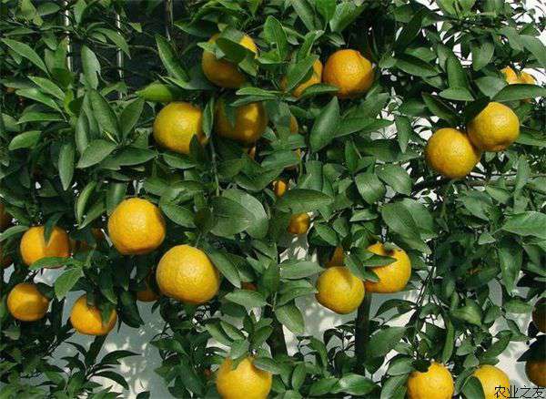 橘子种植需要的营养与施肥