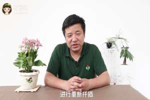 长寿花只长叶子不开花怎么办