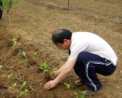 红薯种植