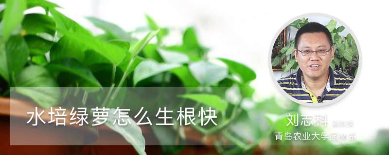 水培绿萝怎么生根快,不生根怎么办? 水培绿萝怎么生根快,不生根怎么办?
