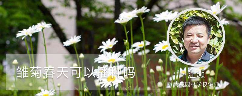 雏菊春天可以播种吗 雏菊春天可以播种吗